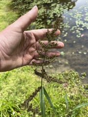 Echinochloa muricata