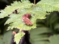 Rubus ursinus