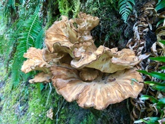 Laetiporus conifericola