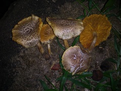 Gymnopilus palmicola