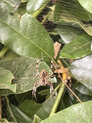 Araneidae