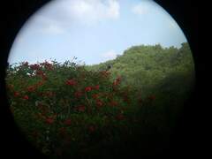 Fluvicola albiventer