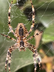 Araneidae
