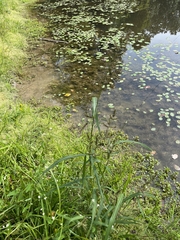 Echinochloa muricata