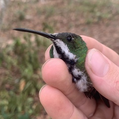 Anthracothorax nigricollis