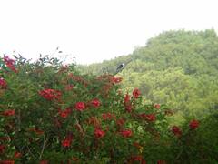 Fluvicola albiventer