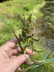Echinochloa muricata