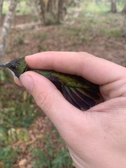 Anthracothorax nigricollis