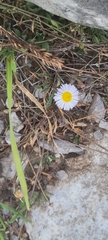 Erigeron divergens