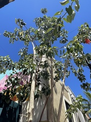 Ficus petiolaris palmeri