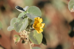 Abutilon leucopetalum