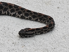 Sistrurus miliarius barbouri