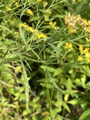 Euthamia graminifolia