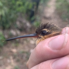 Phaethornis philippii
