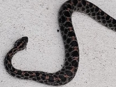 Sistrurus miliarius barbouri