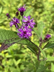 Vernonia gigantea