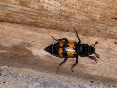 Nicrophorus