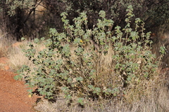 Abutilon leucopetalum