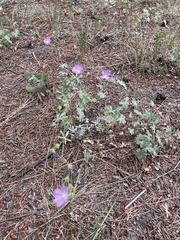 Sidalcea glaucescens