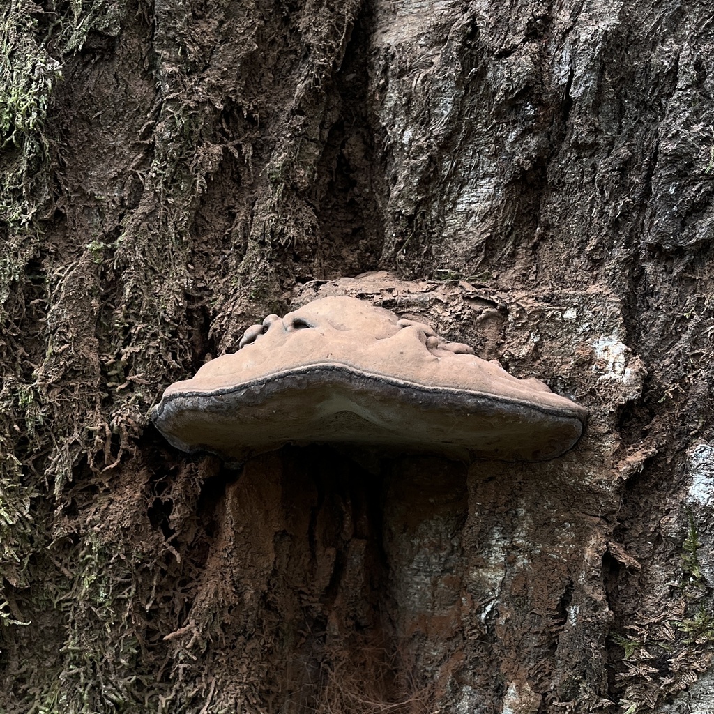 Ganoderma australe · September 2022 · photo: © cristianriquelme (iNaturalist, cc-by)