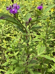 Vernonia gigantea