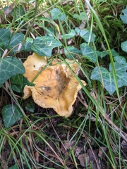 Cantharellus cibarius