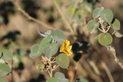 Abutilon leucopetalum