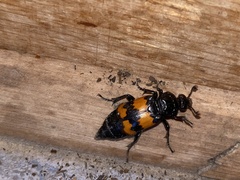 Nicrophorus