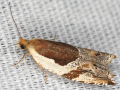Ancylis columbiana
