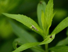 Plutella porrectella