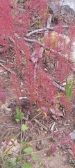 Caryophyllales