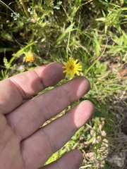 Hieracium lachenalii