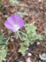 Sidalcea glaucescens