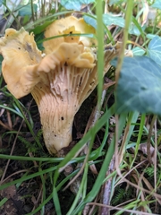 Cantharellus cibarius