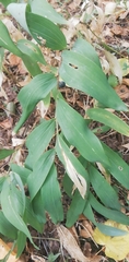 Polygonatum multiflorum