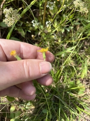 Hieracium lachenalii
