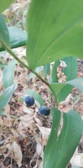 Polygonatum multiflorum