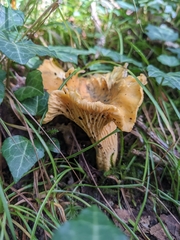 Cantharellus cibarius