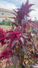 Amaranthus cruentus