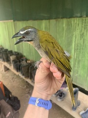 Saltator maximus
