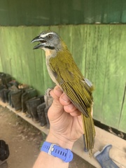 Saltator maximus