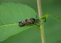 Pennisetia marginatum