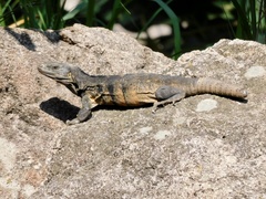 Ctenosaura pectinata