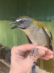 Saltator maximus