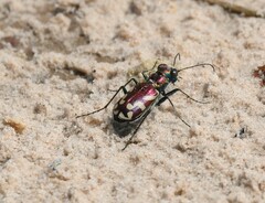 Cicindela fulgida