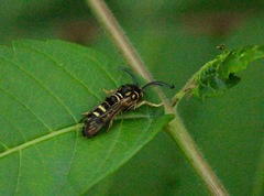 Pennisetia marginatum