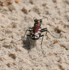 Cicindela fulgida