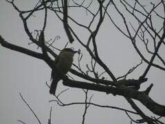 Pachyramphus aglaiae