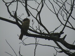 Pachyramphus aglaiae