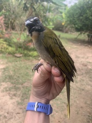 Saltator maximus